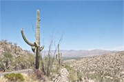 Tucson 2571